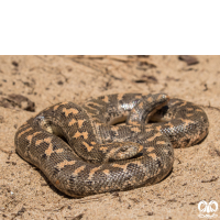 گونه کورمار معمولی Common Sand Boa